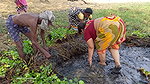 Amazing Village Women traditional hand fishing