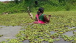 Amazing Village Women Trident fishing   Mouni fish