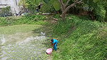 Amazing Village women unique fishing   Tilapia fis