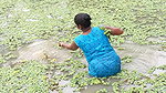 Amazing Village women unique fishing   Tilapia fis