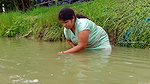 Beautiful Village Woman Net fishing in Pond    vil