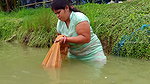 Beautiful Village Woman Net fishing in Pond    vil