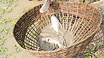 Best Village Women amazing Net Fishing for Carp Fi