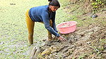 Best Village Women Fishing video    Village Women