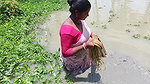Best women net fishing video in village pond