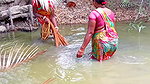 x Cast Net Fishing By Village Women    Best Village