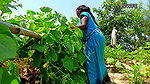 Cucumber Harvesting in My Garden   আমার বাগানে শসা