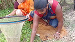 Incredible village women net fishing   Best women