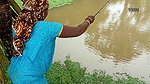 Look what I’ve Caught   Village Lady Fishing   মাছ