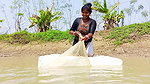 x Mouni Net Fishing   Katla Fish   Village women fis