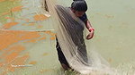 Net Fishing by Village women in village pond   Mou