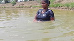 Net Fishing by Village women in village pond   Mou
