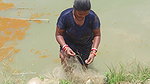 Net Fishing by Village women in village pond   Mou
