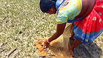 Net Fishing in Sea    Village Women Fishing Channe