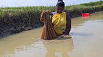 New Amazing Village Women Cast Net Fishing    Vill