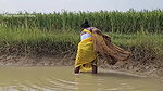 New Amazing Village Women Cast Net Fishing    Vill