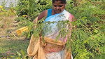 xNew Amazing Village Women Net Fishing in Village p