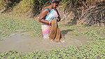 xNew Amazing Village Women Net Fishing in Village p