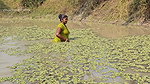 New Amazing Village Women Net Fishing video    Mou