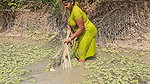 New Amazing Village Women Net Fishing video    Mou
