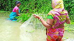 Our Village Fishing Life    (ଆମ ମାଛଧରା ) Village w