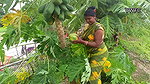 Today I had Amazing fishing and Papaya Harvesting