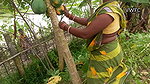 Today I had Amazing fishing and Papaya Harvesting