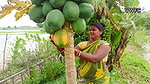 Today I had Amazing fishing and Papaya Harvesting