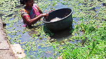 Traditional Hand Fishing by Village Women