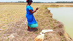 Traditional Hand Fishing    Women Net Fishing for