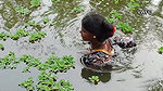 Traditional Net fishing by Village Lady   আজ আমি প