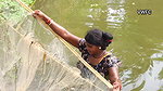 Traditional Net fishing by Village Lady   আজ আমি প