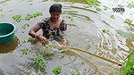 Traditional Net fishing by Village Lady   আজ আমি প
