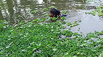 Traditional Net fishing by Village Lady   আজ আমি প
