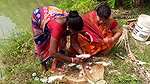 Traditional net fishing by village women   Village