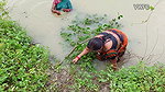 x Traditional Net fishing by Village Women   গ্রামের