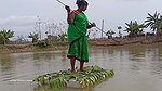 Trident Fishing by village women   Mouni unique fi