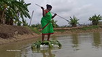 Trident Fishing by village women   Mouni unique fi