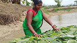 Trident Fishing by village women   Mouni unique fi