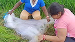 Unbelievable Village women Net fishing for Carp fi