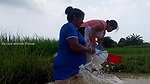 Unbelievable Village women Net fishing for Carp fi