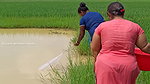 Unbelievable Village women Net fishing for Carp fi