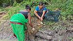 Unbelievable Village Women Net Fishing in mud Wate