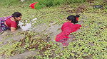 Unique fishing by village women   Mouni fishing