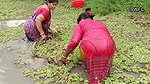 Unique fishing by village women   Mouni fishing