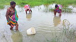 Unique Net Fishing Technique by Indian Women    Su