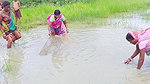 Unique Net Fishing Technique by Indian Women    Su