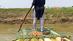 Village Lady Amazing Net fishing    Net Casting vi