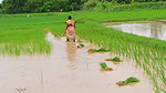 Village Paddy Farming and Fishing  Village woman F