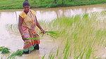 Village Paddy Farming and Fishing  Village woman F